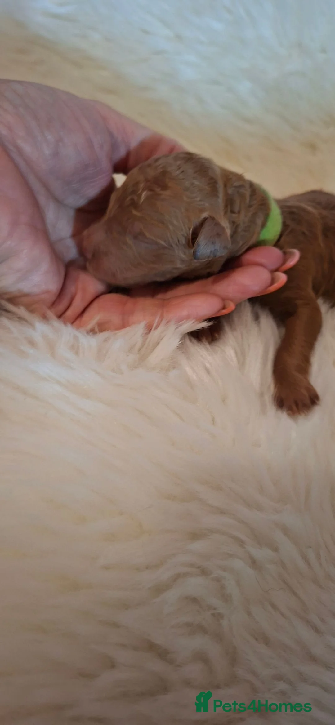 Standard Poodle dogs for sale: Fully Health Tested St Poodle Puppies  - Advert 20