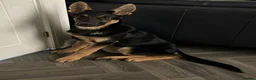 German Shepherd dogs for sale: 8 Month Straight Back German Shepard  - Advert 2