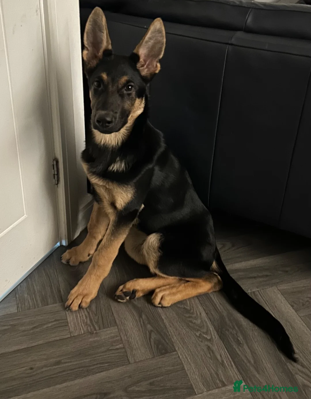 German Shepherd dogs for sale: 8 Month Straight Back German Shepard  - Advert 2