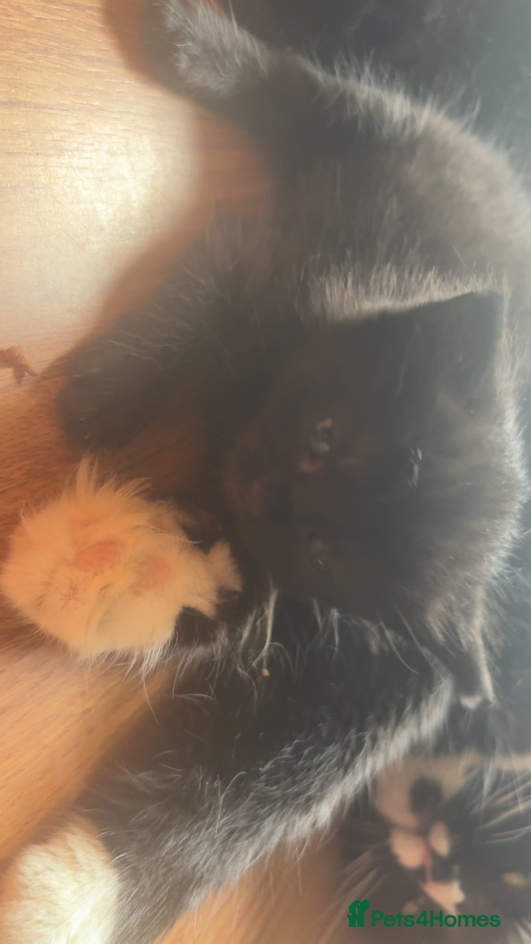 British Longhair cats for sale: 5 beautiful kittens for sale - Image 4