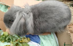 Mixed Breed rabbits for sale: Adorable lion head x lop - Image 3