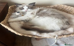 Ragdoll cats for sale: 🎀Beautiful Ragdoll kittens (TICA reg)🎀 - Image 9
