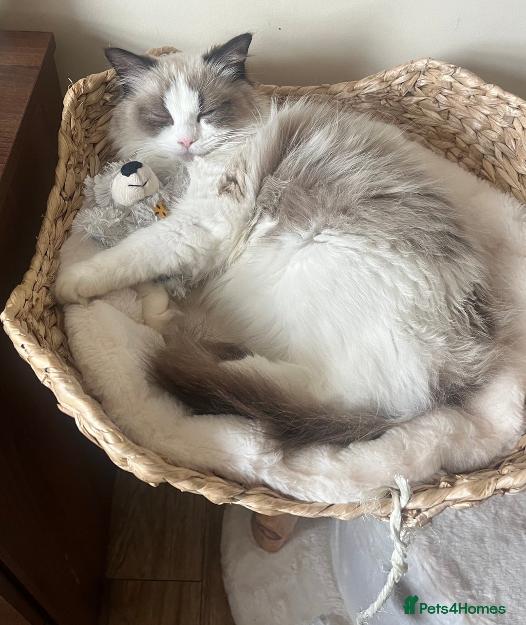 Ragdoll cats for sale: 🎀Beautiful Ragdoll kittens (TICA reg)🎀 - Image 9