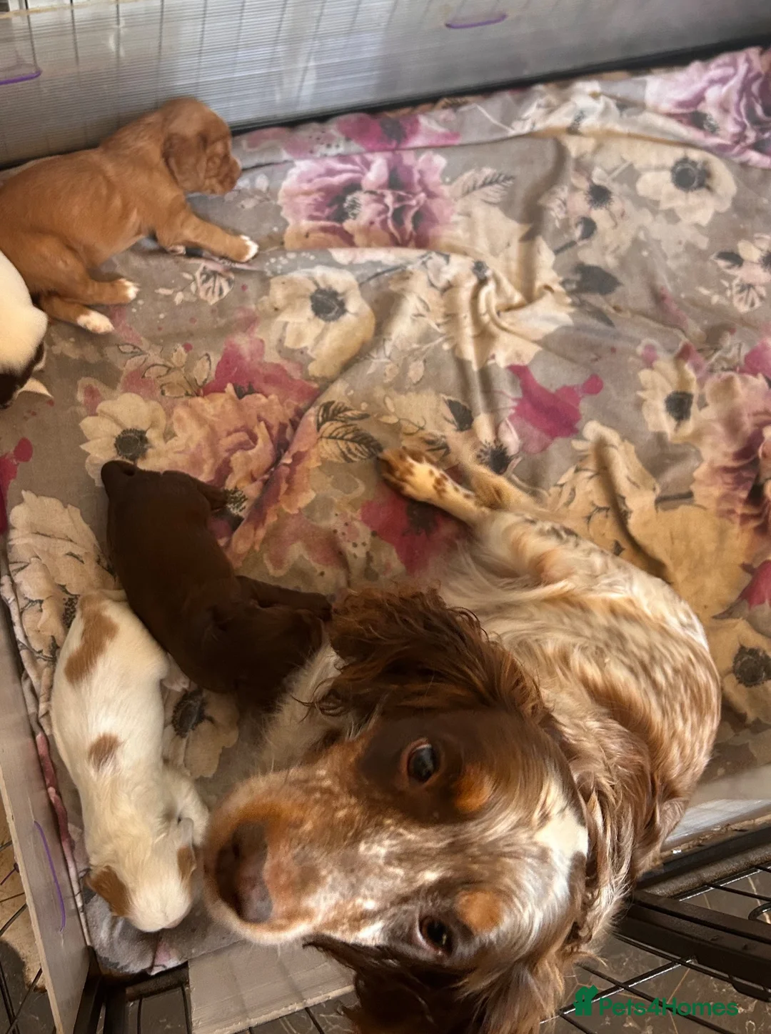 Cocker Spaniel dogs for sale: Stunning cockers  - Advert 2