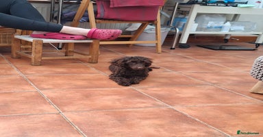 Toy Poodle dogs - Advert 2