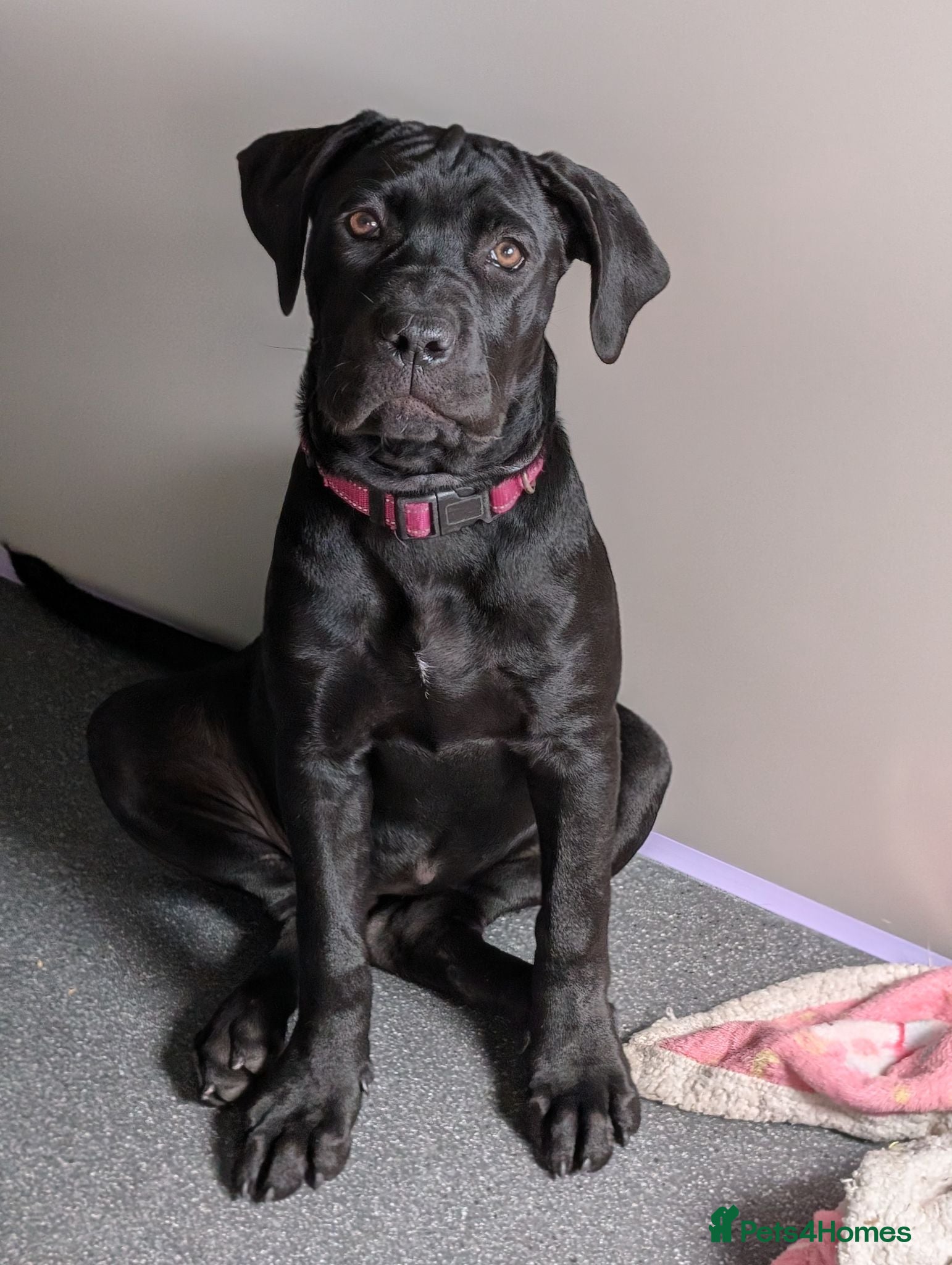 Cane Corso dogs Black female cane corso puppy  - Advert 16