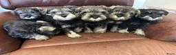 Miniature Schnauzer dogs for sale: Kc reg health checked gorgeous puppies  - Advert 3