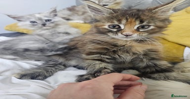 Maine Coon cats 🐾 5 Female Maine Coon Kittens 🐾 - Advert 5