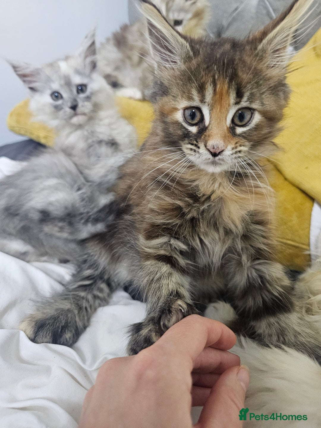 Maine Coon cats for sale:  TICA Maine coon kittens ready to leave - Advert 7