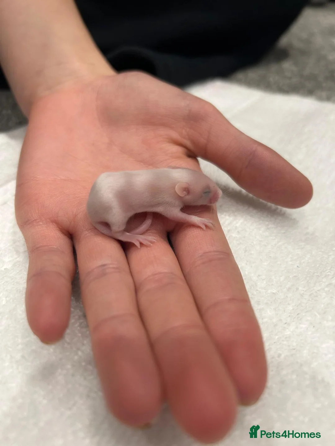 Mouse rodents for sale: 5 male mice  in Boston - Advert 2