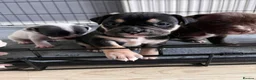 Staffordshire Bull Terrier dogs for sale: 7 staffie puppies in Liverpool - Advert 8