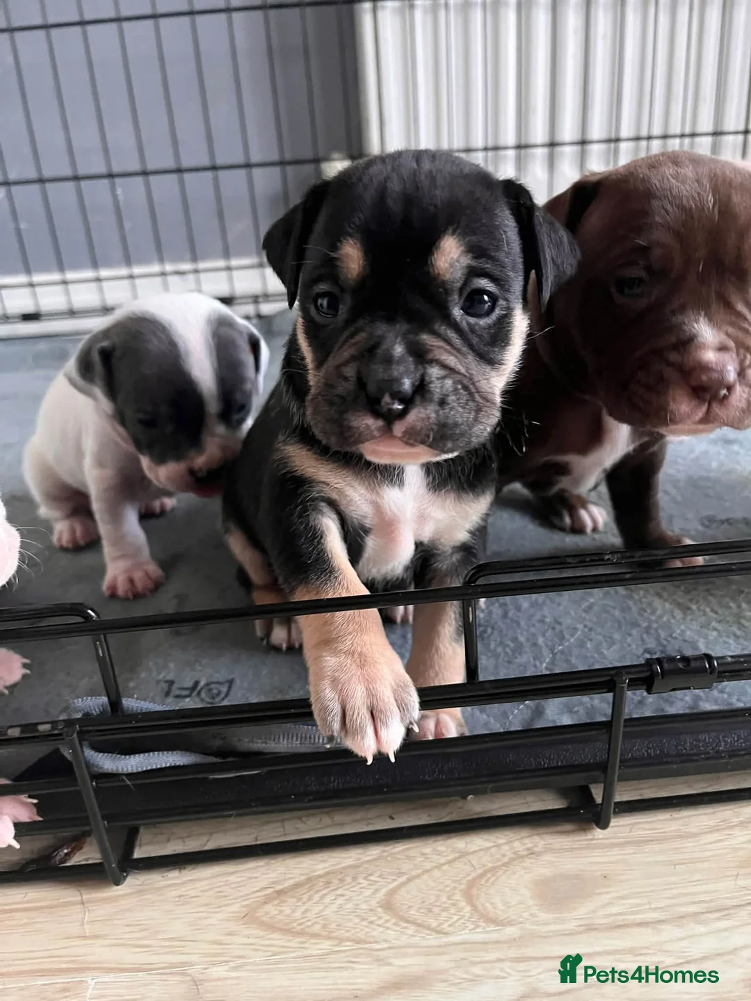 Staffordshire Bull Terrier dogs for sale: 7 staffie puppies in Liverpool - Advert 8