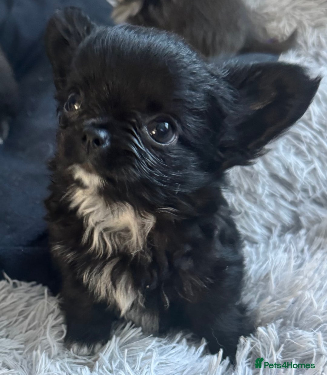 Chihuahua dogs for sale: Long coat Chihuahua puppies - Image 26
