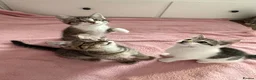 Mixed Breed cats for sale: Litter of 6 Kittens  - Advert 3