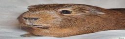 Guinea Pig rodents for sale: Adoption - Bonded Pair Boar(Boy) Guinea Pigs - Advert 10