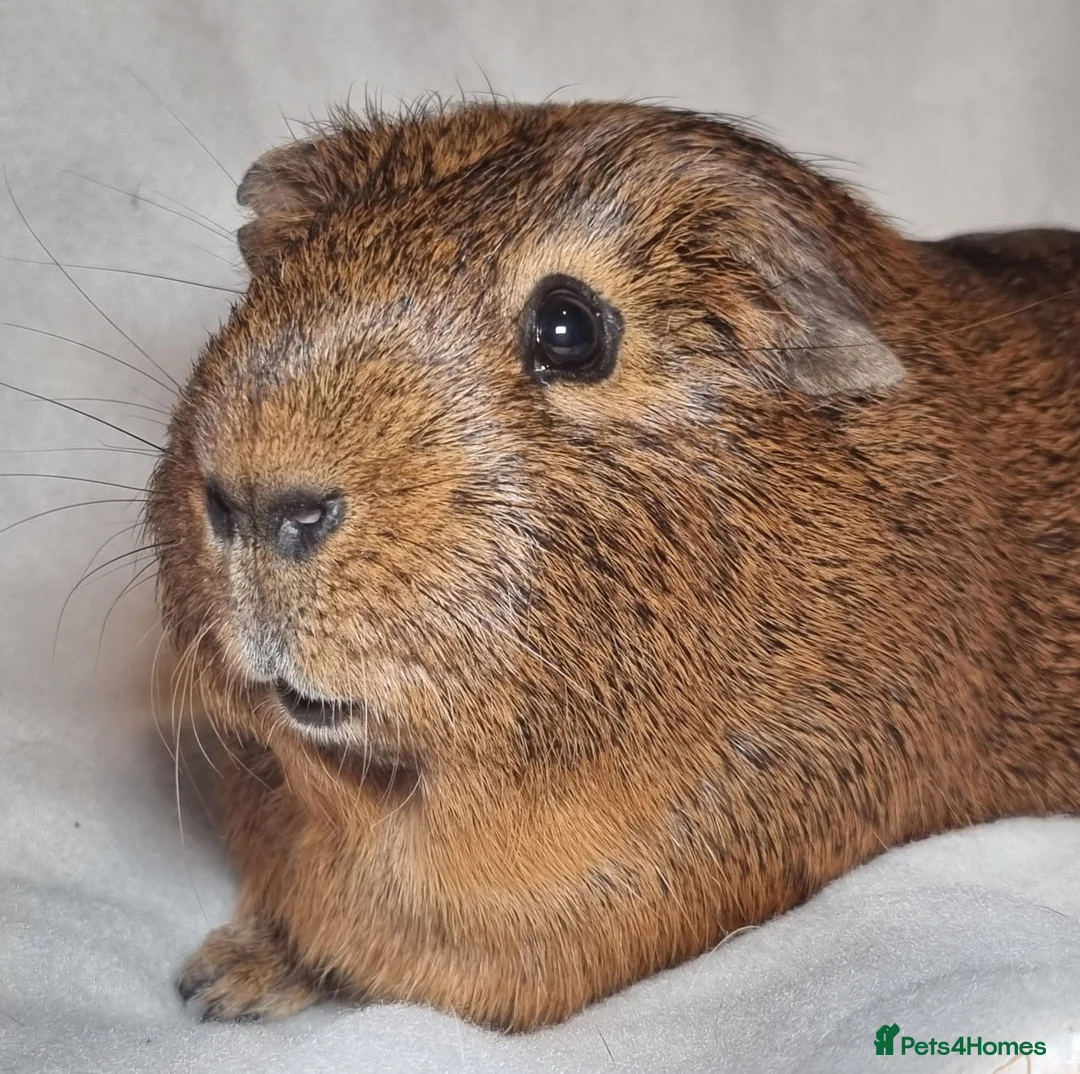 Guinea Pig rodents for sale: Adoption - Bonded Pair Boar(Boy) Guinea Pigs - Advert 10