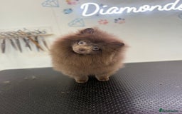 Pomeranian dogs for sale: Lilac girl - Advert 5
