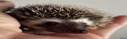 Pygmy Hedgehog rodents for sale: African Pygmy Hedgehog Ethically Bred  - Advert 13
