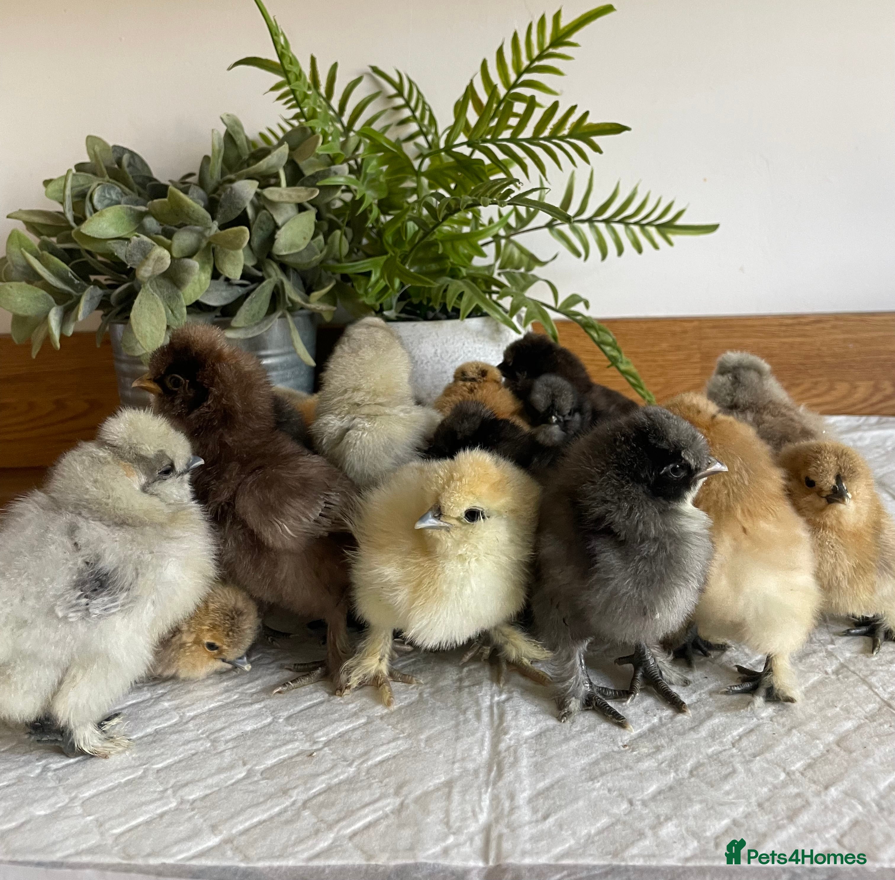 Chickens poultry 🩶USA & STANDARD SILKIE CHICKS 🩶 - Advert 1