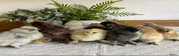 Chickens poultry for sale: 🩶USA & STANDARD SILKIE CHICKS 🩶 - Advert 2