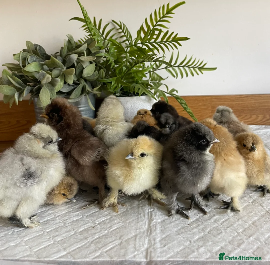 Chickens poultry for sale: 🩶USA & STANDARD SILKIE CHICKS 🩶 - Advert 2