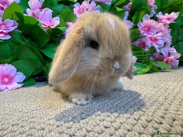 Mini Lop rabbits - Advert 1