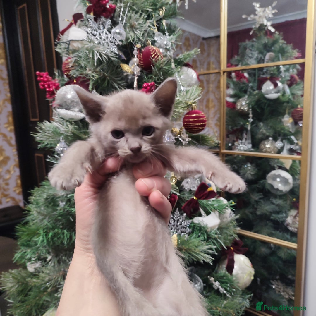 Burmese cats for sale: Lovely Burmese kitten's - Advert 17