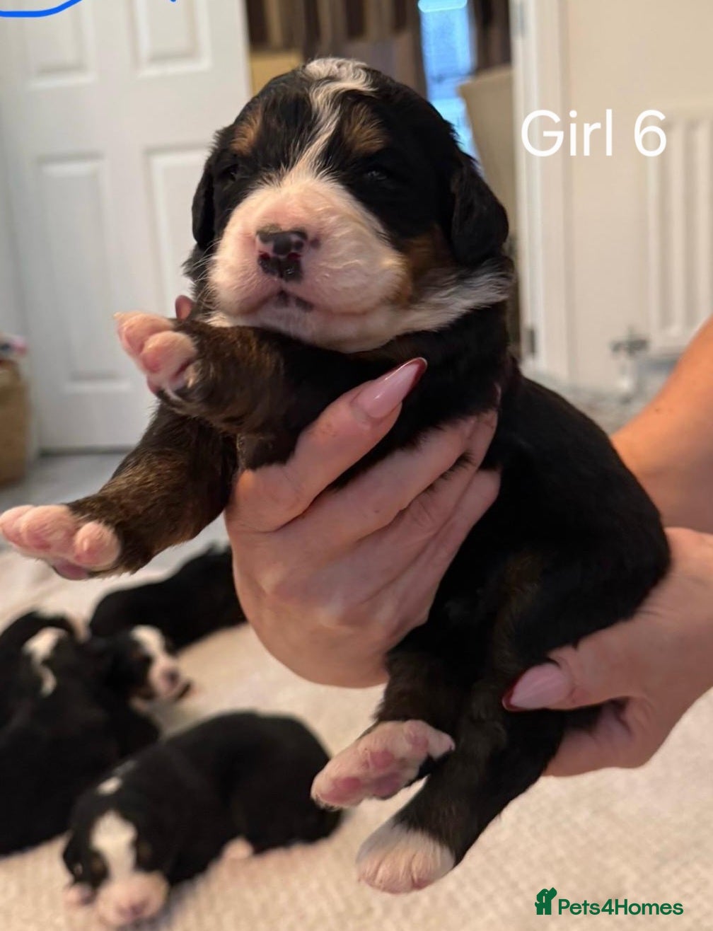 Bernese Mountain Dog dogs Bernese Mountain Dog pups. - Advert 2
