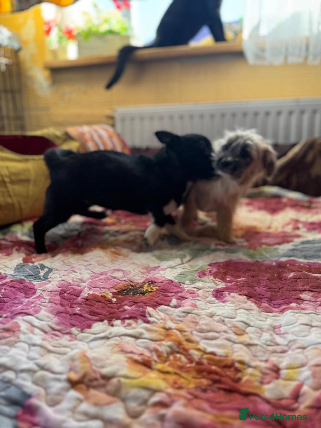 Mixed Breed dogs for adoption: FLORA - a Lovely tiny puppy girl for a Loving Home - Advert 9