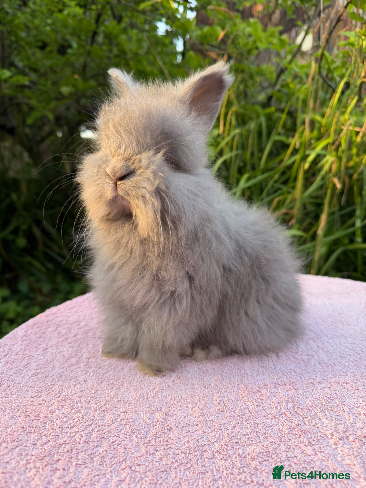 Angora rabbits Beautiful Angora Babies ready this week - Advert 1