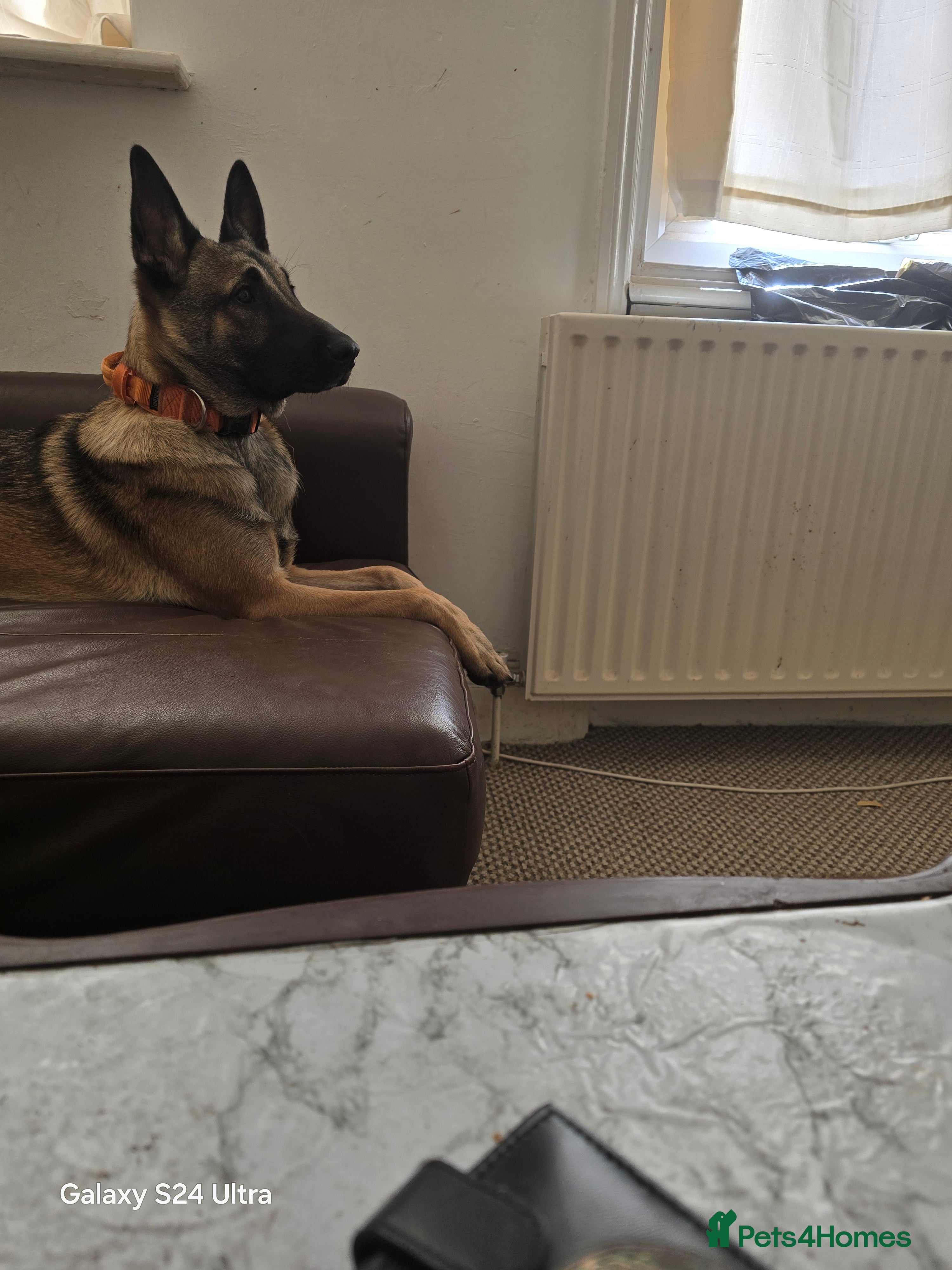 Belgian Shepherd Dog dogs 10 month old Belgian shepherd for sale - Advert 1