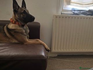 Belgian Shepherd Dog dogs 10 month old Belgian shepherd for sale - Advert 1