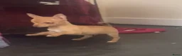 Chihuahua dogs for sale: Last chihuahua puppy REDUCED  - Advert 16