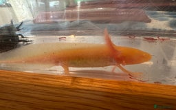 Other/Mixed Breed fish for sale: Young Axolotls for sale - Image 5
