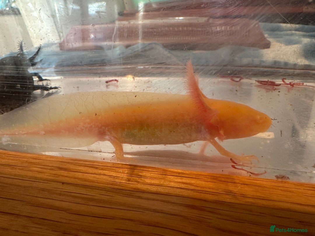 Other/Mixed Breed fish for sale: Young Axolotls for sale - Image 5