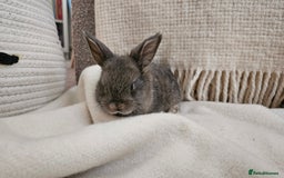 Mini Lop rabbits for sale: Adorable Baby Minilops Mixed - Image 15