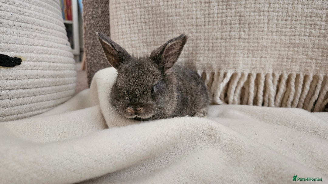 Mini Lop rabbits for sale: Adorable Baby Minilops Mixed - Image 15