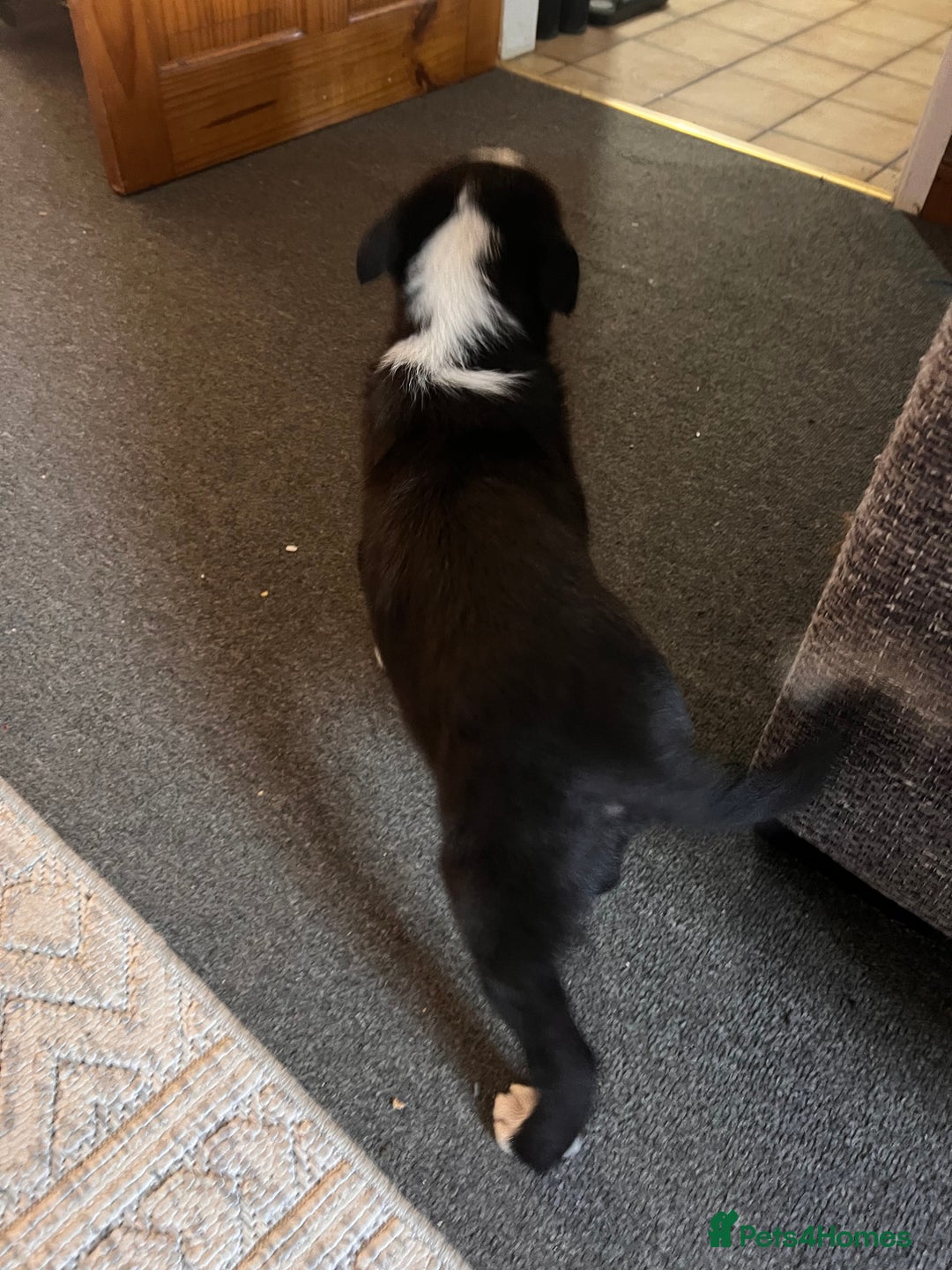 Border Collie dogs for sale: Beautiful MALE Border Collie Puppy - Advert 17