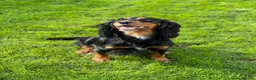 Cocker Spaniel dogs for sale: **MERLE** cocker spaniel puppies READY TO GO!!  - Advert 37