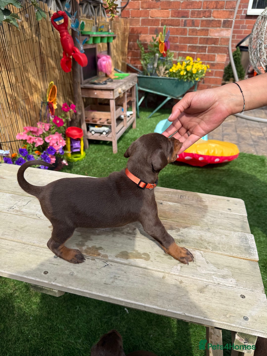Dobermann dogs for sale: Doberman brown & tan - Image 13