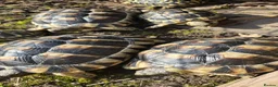 Tortoise reptiles for sale: Marginated Tortoises  - Advert 2