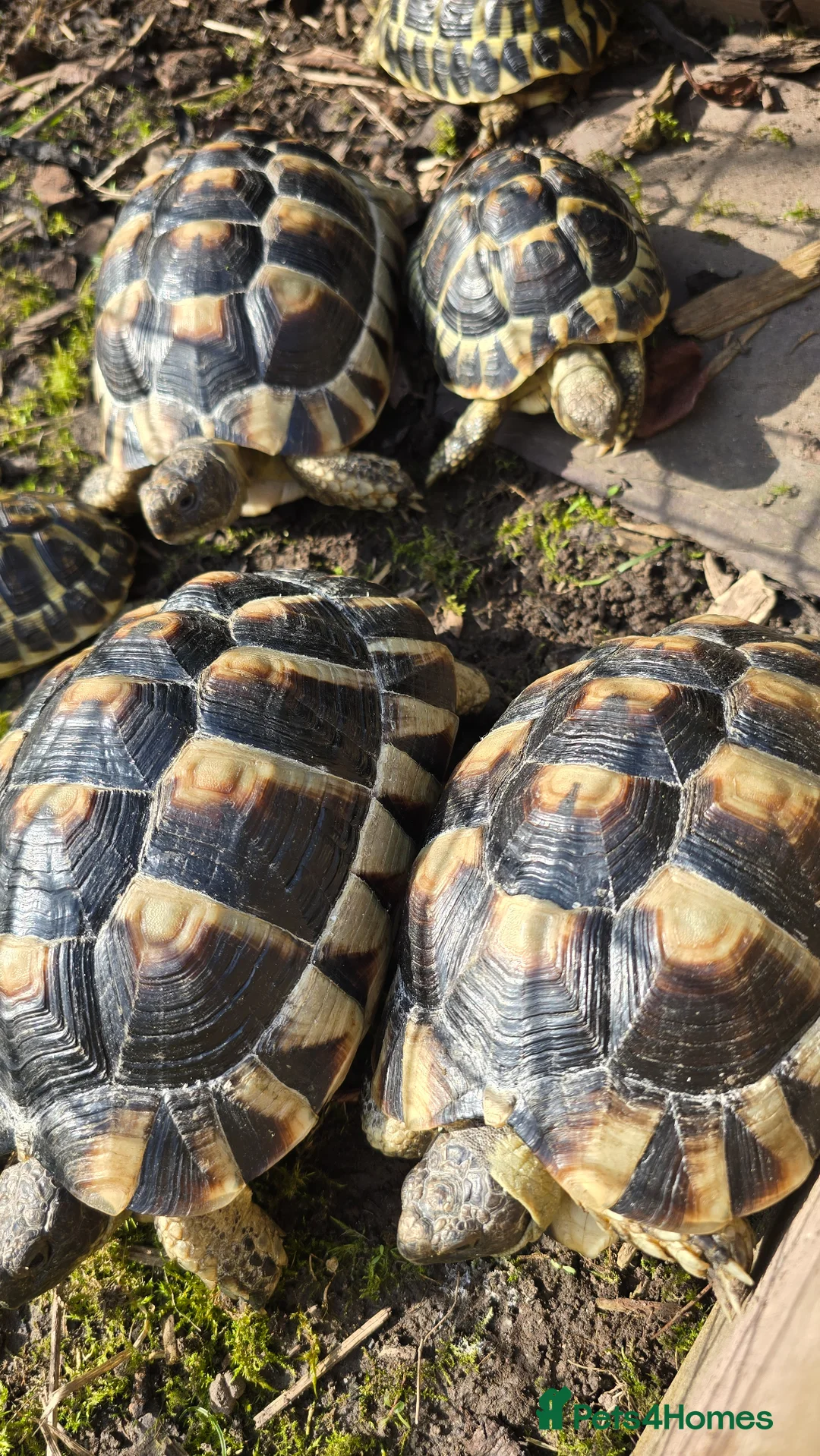 Tortoise reptiles for sale: Marginated Tortoises  - Advert 2