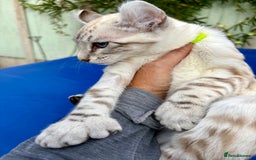 Keetso cats for sale: Breath taking polydactyl curled eared girl  - Image 4