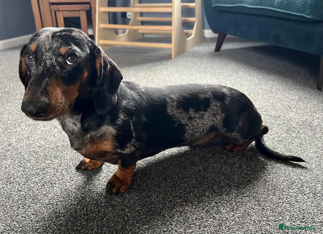 Miniature Dachshund dogs for sale: READY TO GO-Boris - Advert 1
