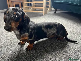 Miniature Dachshund dogs Boris - Advert 13