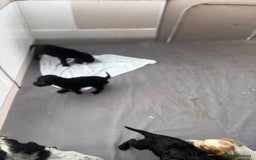 Cocker Spaniel dogs for sale: Show cocker spaniel puppies - Image 6