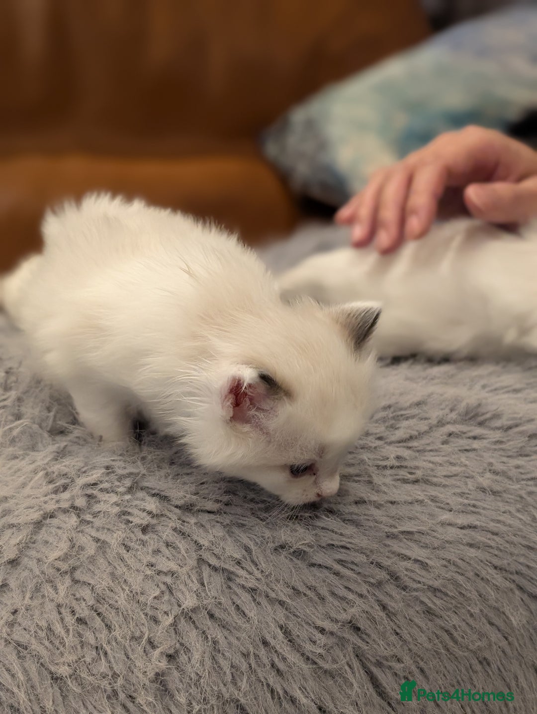 Ragdoll cats for sale: Gorgeous Ragdoll Kittens  - Advert 6