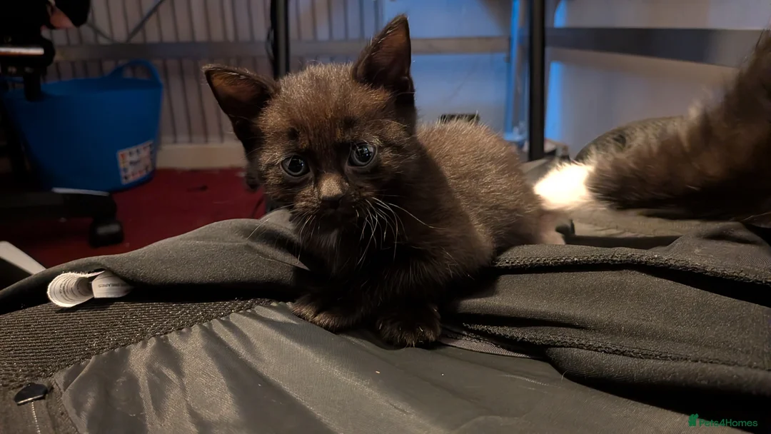 Mixed Breed cats for sale: Well rounded sisters ❤️ - Advert 2