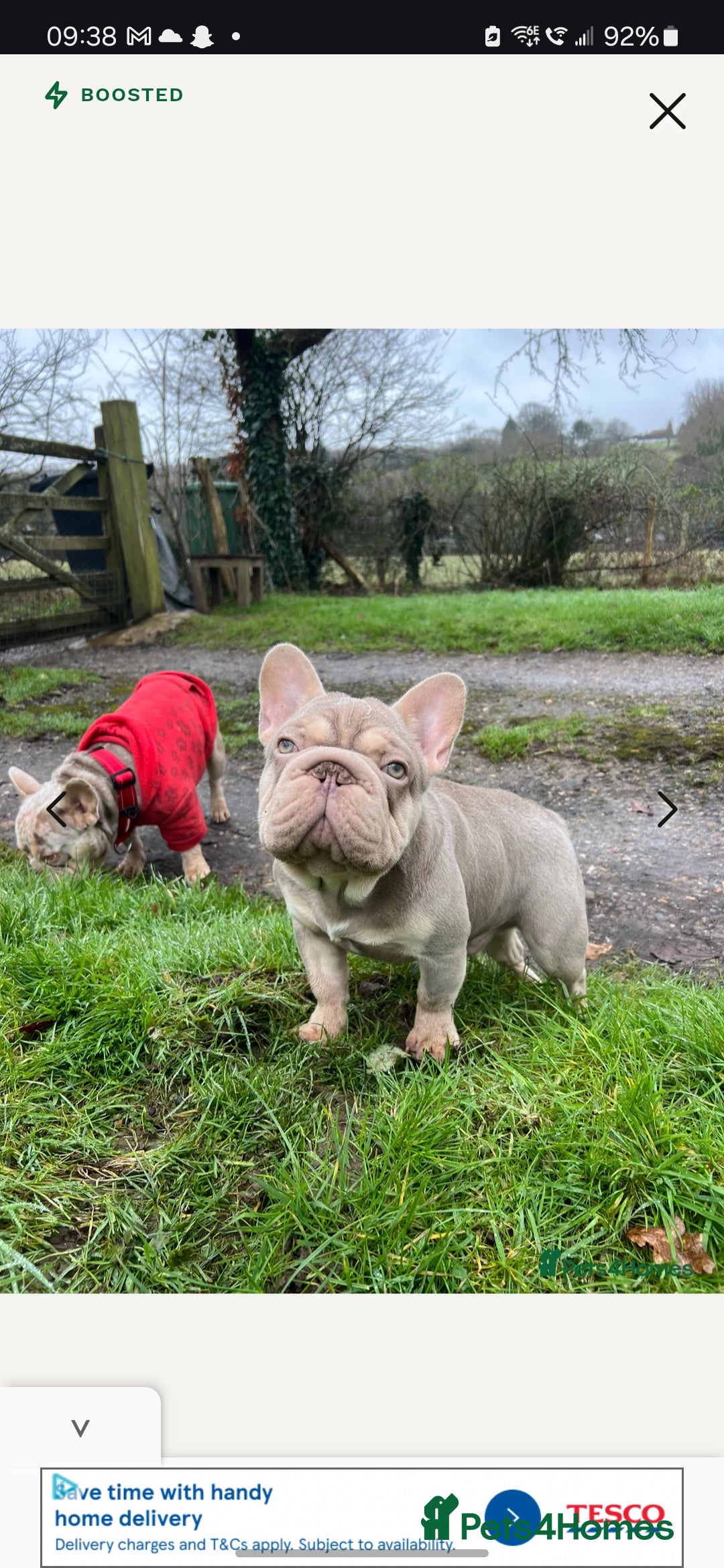 French Bulldog dogs for sale: Exotic Bi g R frenchie girl pups - FLUFFY CARRIERS - Image 12