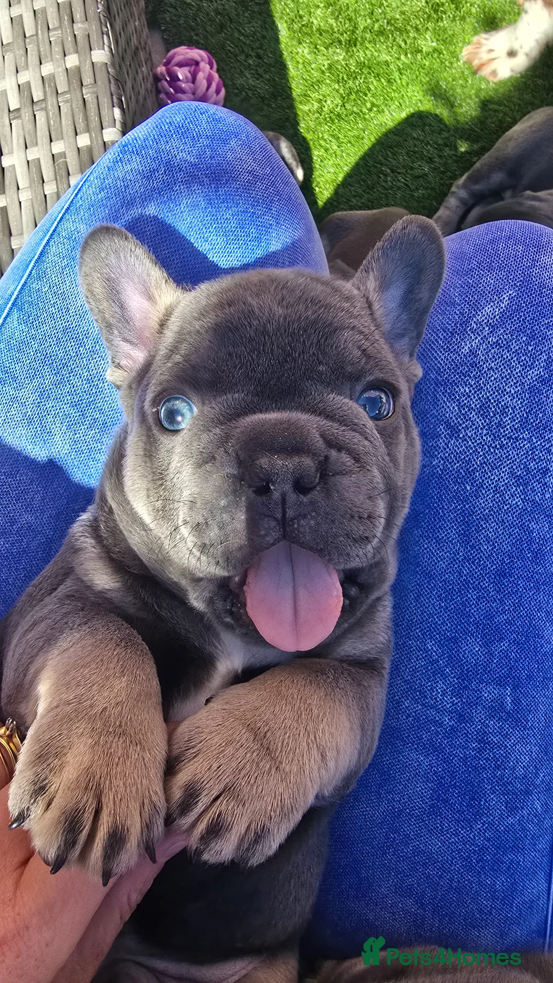 French Bulldog dogs for sale: 🔥 Stunning French Bulldog Puppies 🔥 - Advert 35